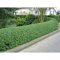 10 ADET LGUSTRUM FDANI lkstrm(kurtbar) ligustrum vulgare