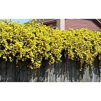 10 Adet Sar iekli Yasemin Fidan 40-60 Cm. Boyunda,