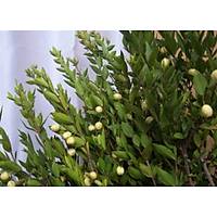 4 Adet Yaban Mersini Fidan-Siyah Murt Hambeles Fidan Tpl 30-40 Cm. , Her Mevsim Dikime Hazr