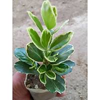 40 Adet Gm Taflan (Gmi Taflan) Kk Torbalarda, 10-15 cm.
