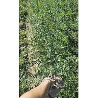 2 Adet Sar iekli Yasemin Fidan 40-60 Cm. Boyunda