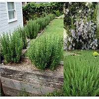 20 Adet Biberiye Fidan rosmanirus officinalis Kargo Dahil