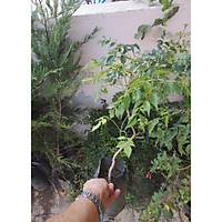 Acem Burusu Sarma Fidan, Tpl 40-60 Cm. Boyumda, Her Mevsim Dikilebilir