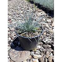 20 Adet Festuca Glauca (Mavi im) Yumak Otu, Mavi Koyun Yuma Saksda