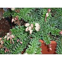 grevillea rosmarinifolia GRAVÝLLA YAYILICI FÝDANI