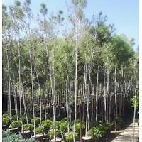 100 Adet Fýstýk Çamý, 3- 4 Metre  pinus pinea, Saksýlý