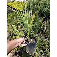Palmiye Fidan, (Chamaerops Washingtonia Filifera) Naylon Torbada, Her Mevsim Dikile Bilir