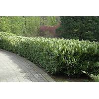 Tpl Defne Aac Fidan 50-60 Cm. laurus nobilis