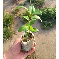 40 Adet Ligustrum japonicum (Japon Kurtbar), Kk Tp Torbalarda, Yaprak Dkmez