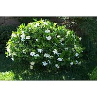 Gardenya iei, 20-30 Cm. gardenia jasminoides