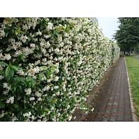 BEYAZ YASEMN E jasminum officinale