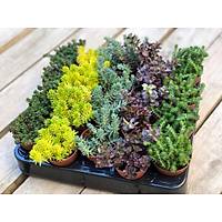 Sukulent Sedum 50 li Kark Paket