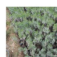 LAVANTA FDANI lavandula officinalis
