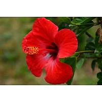 4 Adet (Chinese Rose) Japon Gl , Tpl, 30-40 Cm. Boyunda