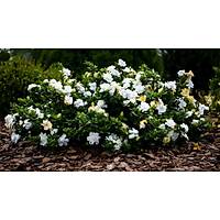 Gardenya iei, 20-30 Cm. gardenia jasminoides