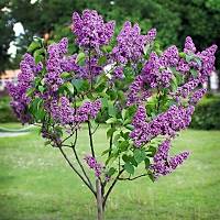LEYLAK FDANI 40-60 cm syringa vulgaris
