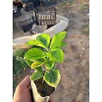 40 Adet Gold taflan (Altuni Taflan) fidesi, Kk Tp Torbalarda