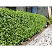 10 ADET LGUSTRUM FDANI lkstrm(kurtbar) ligustrum vulgare