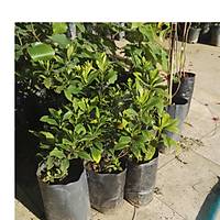 4 Adet Gardenya Çiçeüði, 20-30 Cm. gardenia jasminoides