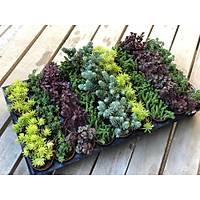 Sukulent Sedum 50 li Kark Paket