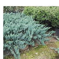 1.000 Adet Mavi Yayýlýcý Ardýç, Juniperus Squamata Blue Carpet, Saksýlý