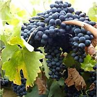 KZ GZ ZM FDANI Vitis vinifera KARGO DAHL, TPL