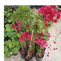 Begonvil Gelin Duva Sarc (gelin duva) bougainvillea