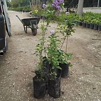 LEYLAK FDANI 40-60 cm syringa vulgaris