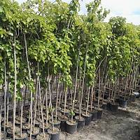 Ters Dut, Paraşüt Dut Fidanı , Aşılı Saksıda 180-200 Cm. Meyve Verir Her Nevsim Dikilebilir