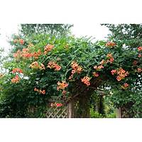 Acem Burusu Sarma campsis radicans Boyu 40-60 Cm. Tp Torbada