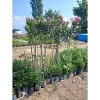 Tijli Pembe Zakkum Aac 1,70-200  Cm.  nerium oleander