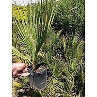 Palmiye Fidan, (Chamaerops Washingtonia Filifera) Naylon Torbada, Her Mevsim Dikile Bilir