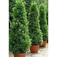5 ADET DEFNE FDANI, 50-60 CM. TPL, HER MEVSM DKLEBLR