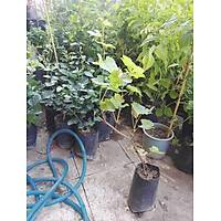 Alphonso (Alfons) zm Fidan tpl