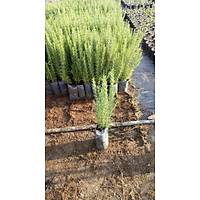 20 Adet Biberiye Fidan rosmanirus officinalis Kargo Dahil