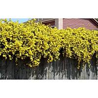 100 Adet Sarı Çiçekli Yasemin Fidanı 40-60 Cm. Boyunda,