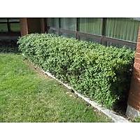 10 ADET LGUSTRUM FDANI lkstrm(kurtbar) ligustrum vulgare