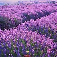 10 Adet Lavanta Fidan lavandula officinalis, Kargo Dahil