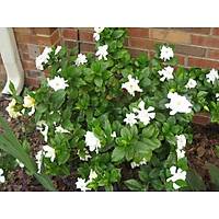 2 Adet Gardenya iei, 20-30 Cm. gardenia jasminoides