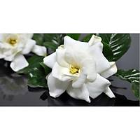 2 Adet Gardenya iei, 20-30 Cm. gardenia jasminoides