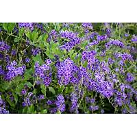 2 Adet Duranda Fidan-aa menekesi duranta erecta