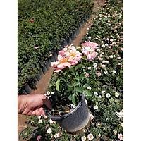 5 Adet Polyanna Gl, Polyanna Rose, Saksda, 20-25 Cm.