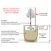 Kays Fidan Perfect Red Erkenci, Al, Sertifikal,