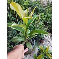 Manolya Aac 30-40 Cm. Saksda, 12 Ay Dikilebilir