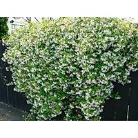 BEYAZ YASEMN E jasminum officinale