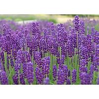 9 Adet Lavanta Fidan lavandula officinalis, Kargo Dahil