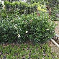 50 Adet Zakkum Fidan Zakkum Aac Tpl, 40-60 Cm. Nerium Olande