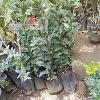 9 Adet Tpl Defne Aac Fidan 50-60 Cm. laurus nobilis