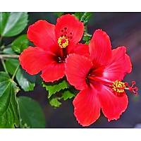 4 Adet (Chinese Rose) Japon Gl , Tpl, 30-40 Cm. Boyunda