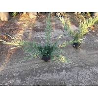 20 Adet Sabin Ardıcı, Juniperus sabina Saksıda, 40-50 Cm. Boyunda